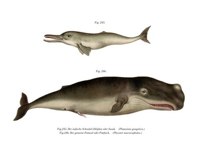 Ganges River Dolphin by German School
